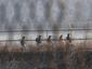 south-korea-koreas-te_lea_2_mugshot_four_by_three.jpg