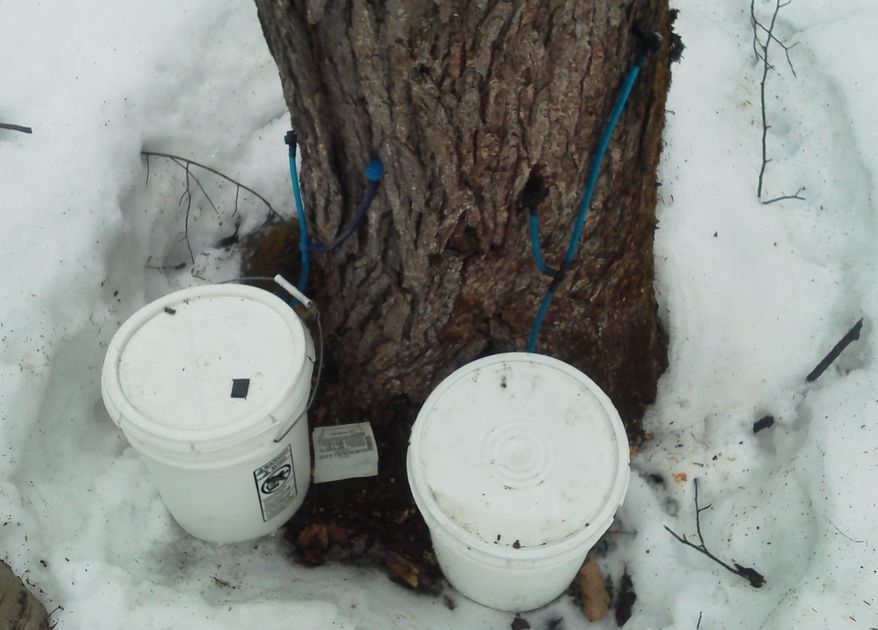 An illegally tapped maple tree is pictured in northern Maine on Tuesday, March 12, 2013. Forest rangers say the illegal tappers are damaging valuable maple trees before they are harvested for lumber. (AP Photo/Maine Forest Rangers)