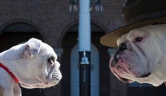 Sgt. Chesty XIII, official mascot of the U.S. Marine Corps, right, stares down his successor Recruit Chesty, left, during training at Marine Barracks Washington, D.C., March 20. (Official Marine Corps photo by Sgt. Dengrier Baez).