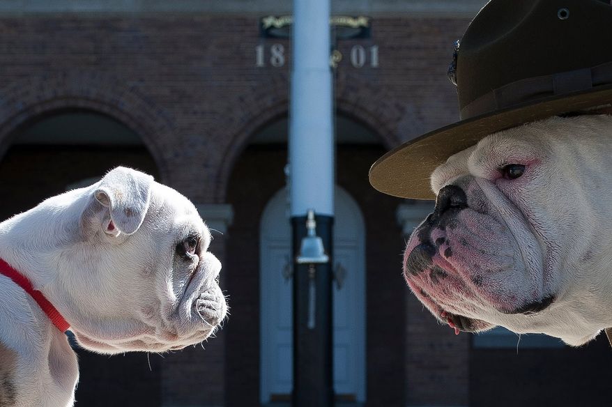 Sgt. Chesty XIII, official mascot of the U.S. Marine Corps, right, stares down his successor Recruit Chesty, left, during training at Marine Barracks Washington, D.C., March 20. (Official Marine Corps photo by Sgt. Dengrier Baez).