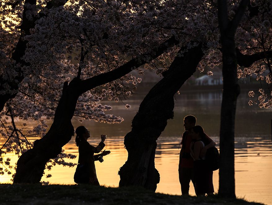 Tourists flock to the Tidal Basin to photograph the morning sun reflecting off of the water into the cherry blossoms, in Washington, DC., Thursday, April 11, 2013. (Andrew S Geraci/The Washington Times)