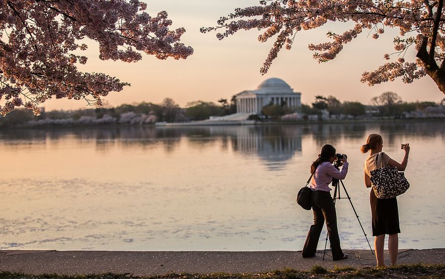 Tourists flock to the Tidal Basin to photograph the morning sun reflecting off of the water into the cherry blossoms, in Washington, DC., Thursday, April 11, 2013. (Andrew S Geraci/The Washington Times)