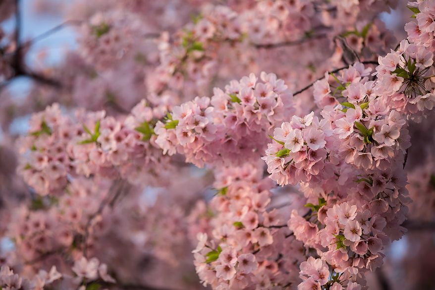 Cherry blossoms bloom in the warm April morning sun at the Tidal Basin, in Washington, DC., Thursday, April 11, 2013. (Andrew S Geraci/The Washington Times)