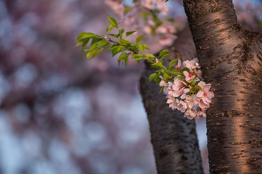 Cherry blossoms bloom in the warm April morning sun at the Tidal Basin, in Washington, DC., Thursday, April 11, 2013. (Andrew S Geraci/The Washington Times)