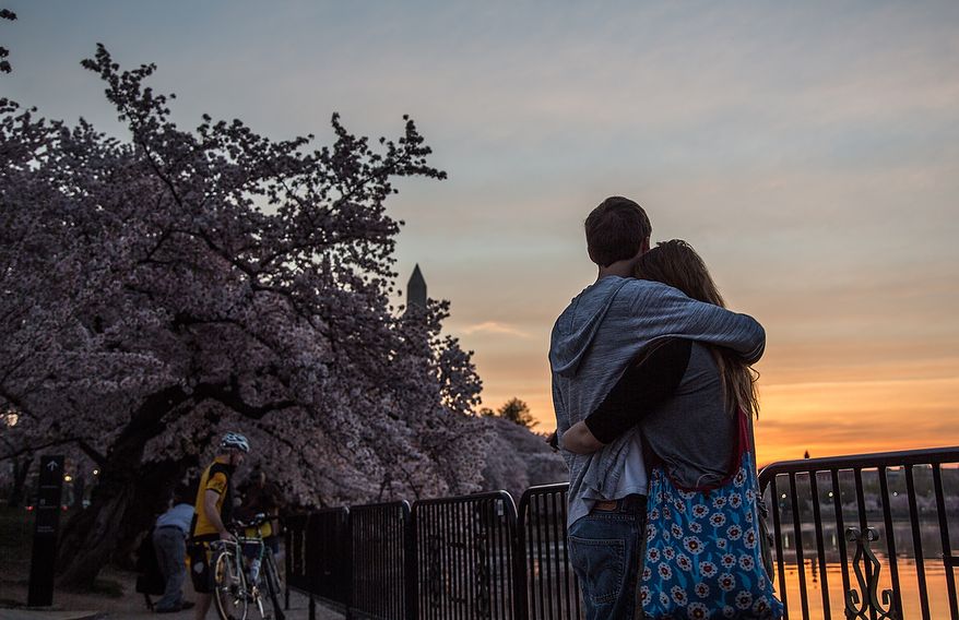 A couple hugs each other as the sun slowly rises on the cherry blossoms at the Tidal Basin in Washington, DC., Thursday, April 11, 2013. (Andrew S Geraci/The Washington Times)