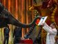 elephant_20130411_11145_primary_image.jpg