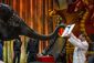 ELEPHANT_20130411_11145
