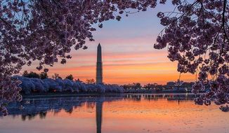 The Washington Monument, covered by scaffolding, lights up in the early morning sun, while cherry blossoms around the tidal basin bloom, in Washington, DC., Thursday, April 11, 2013. (Andrew S Geraci/The Washington Times)