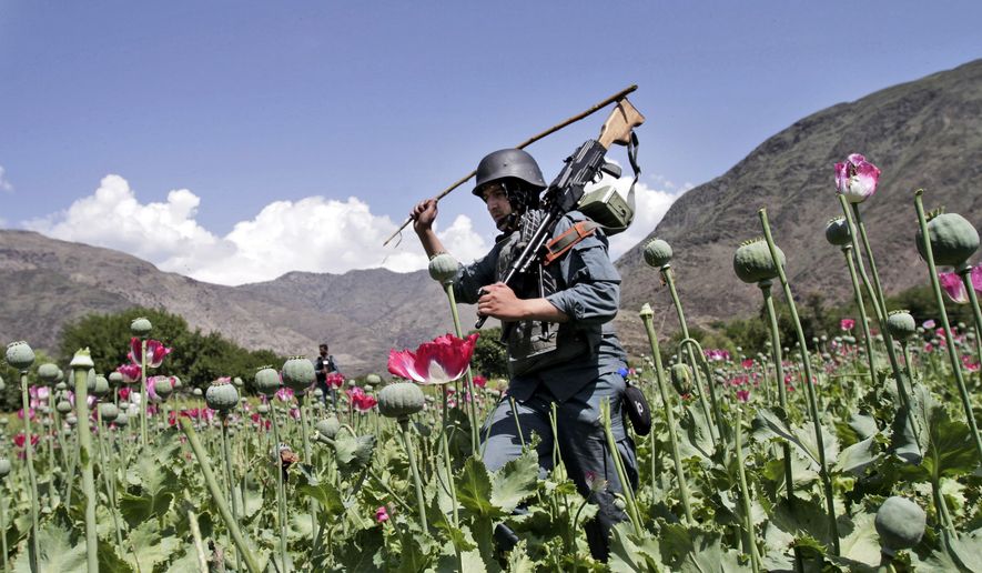 Armed Afghan policemen destroy an opium poppy field in Noorgal, Kunar province, east of Kabul, Afghanistan, on April 13, 2013. (Associated Press)