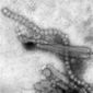 Bird Flu CDC.jpg