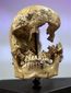 Jamestown skull.jpg