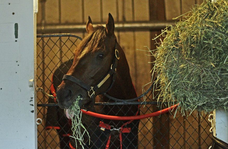 Kentucky Derby winner Orb munches on hay in his stall in Barn 41 at Churchill Downs, Sunday, May 5, 2013, in Louisville, Ky. (AP Photo/Garry Jones)