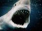 jaws_mugshot_four_by_three.jpg