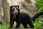 5_102013_getout-andean-bear-8201.jpg