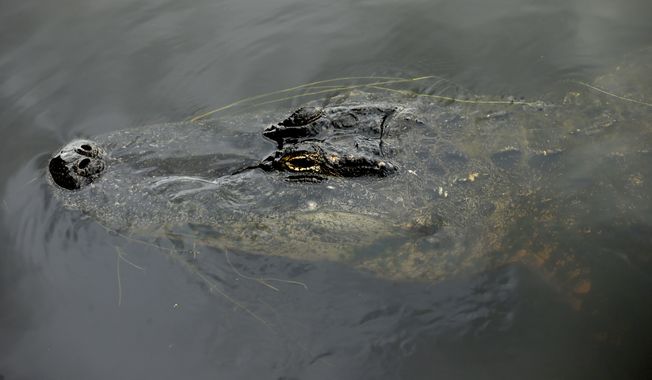 **FILE** An alligator is shown at the Loxahatchee National Wildlife Refuge in Palm Beach County, Fla., on May 1, 2013. (Associated Press)