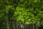 MEMORIAL_13158