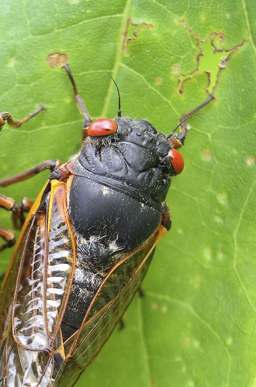 Any day now, cicadas with bulging red eyes will creep out of the ground after 17 years and overrun the East Coast with the awesome power of numbers. (AP Photo/University of Connecticut, Chris Simon)