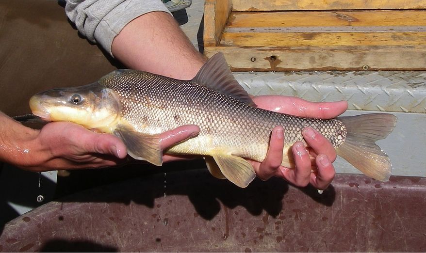 **FILE** The U.S. Fish and Wildlife Service released these photos on May 13, 2009, of a Razorback Sucker which was captured in waters in Colorado in April 2009. The endangered fish was found in the Yampa River, where they haven't been seen in decades. (Associated Press/U.S. Fish and Wildlife)