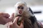 Germany Bieber Monkey_Lea(1).jpg
