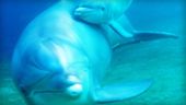 Dolphins.jpg