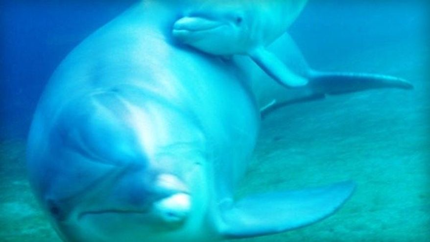 The Sirius Institute in Pohoa, Hawaii, offers customers the opportunity to give birth while swimming with dolphins. (Associated Press)