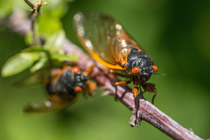 A cicada clings to a branch as it searches for a mate in Woodbridge, Va., on Tuesday.
