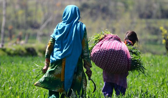 A mother and daughter work in the fields at a village in the Swat valley. The mother cuts grass, and the 10-year-old daughter carries it for their cattle to eat. This is part of their daily work. Photo /  Irfan Ali