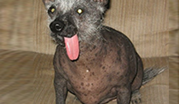  Ellie Mae is an 8y/o Chinese Crested Hairless Dog. (Credit: World&#39;s Ugliest Dog Competition)