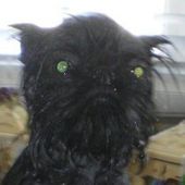 monkey_2012_210.jpg