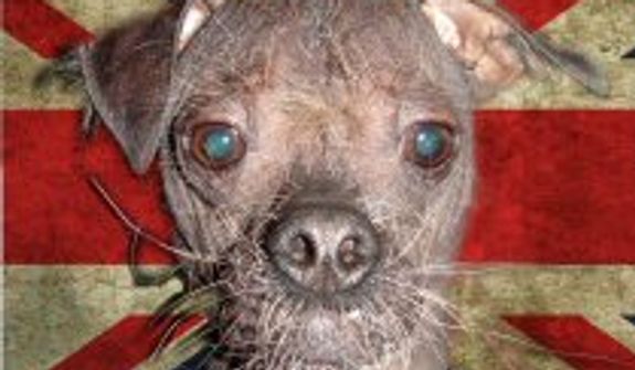 8 year old Mugly is a chinese crested and a rescue dog. (Credit: World&#39;s Ugliest Dog Competition)
