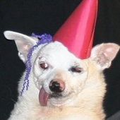 Ratdog.jpg