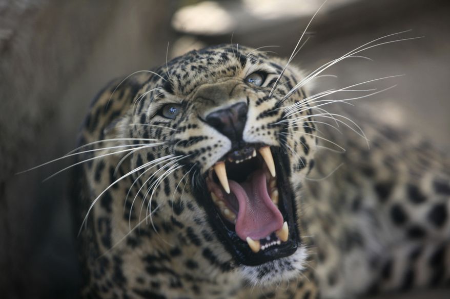 **FILE** A leopard growls from inside a cage at a wildlife park in Jammu, India, on April 18, 2013. (Associated Press)