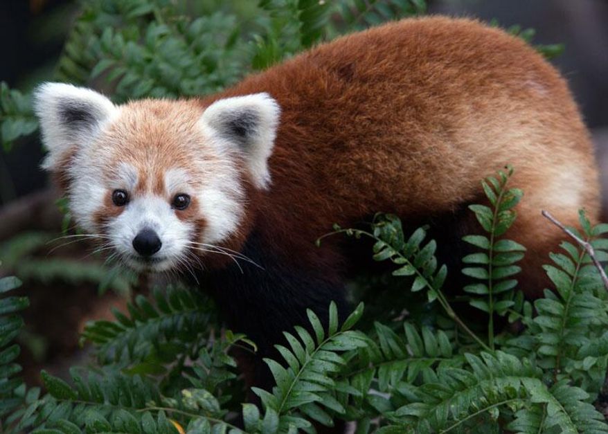 Rusty, a red panda at the National Zoo, went missing at about 6 p.m. Sunday, officials said.
