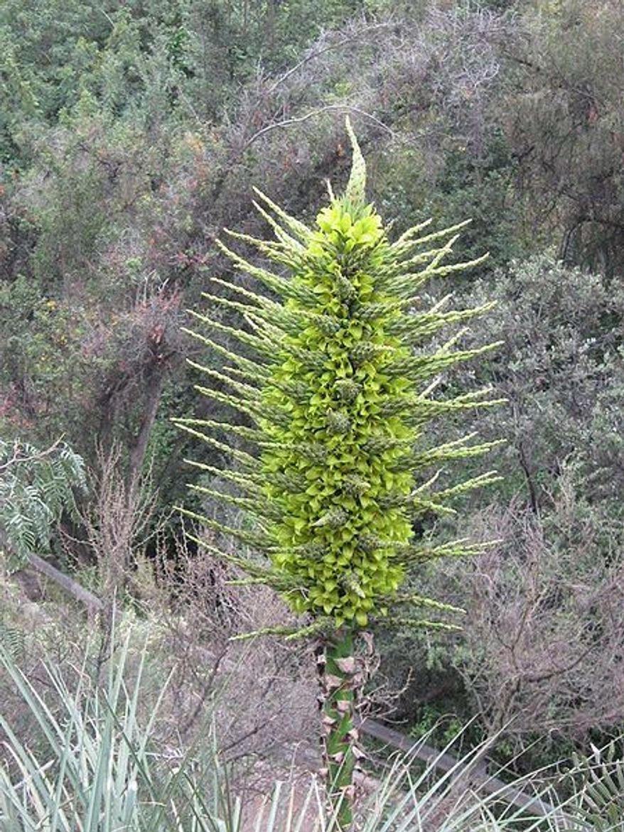 Puya chilensis (Wikimedia Commons)