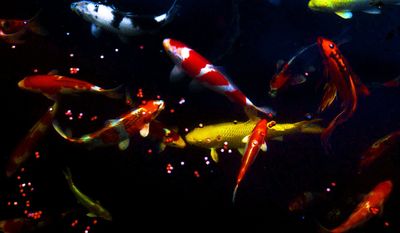 Several dozens of koi fish fill the garden pond at family home of Chuck Wilson in Vienna, Va, August 14, 2003. Mr. Wilson retired with 48 after successfully running fitness centers in Fairfax county. Since his retirement five years ago, Mr. Wilson devotes part of his free time to the landscaping of his garden which includes a large pond and an artificially installed creek. ( Astrid Riecken / The Washington Times )