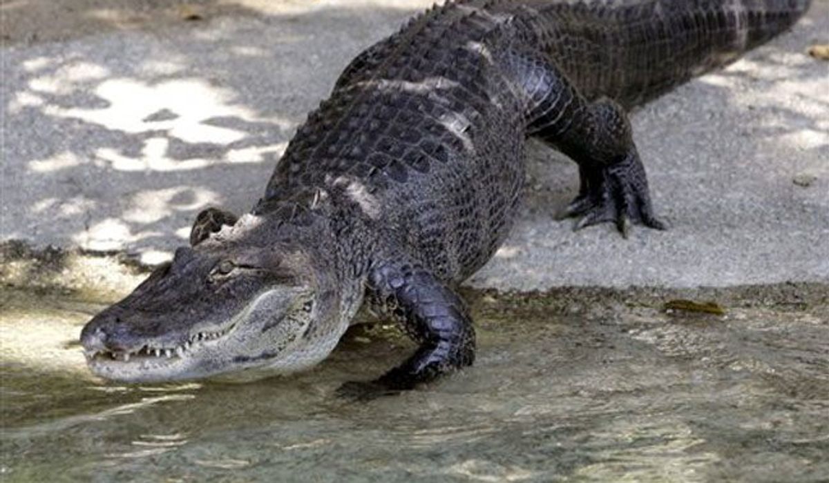 NextImg:Big alligator captured after breaking into Florida home