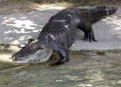 Alligator AP.jpg
