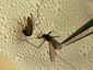 bug_2_mugshot_four_by_three.jpg