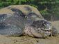 turtle-ap_2_mugshot_four_by_three.jpg