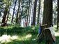 tree-hugging_lea_mugshot_four_by_three.jpg
