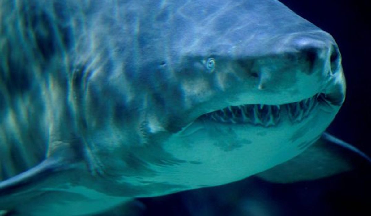 NextImg:Woman bitten by possible sand tiger shark at New York’s Jones Beach