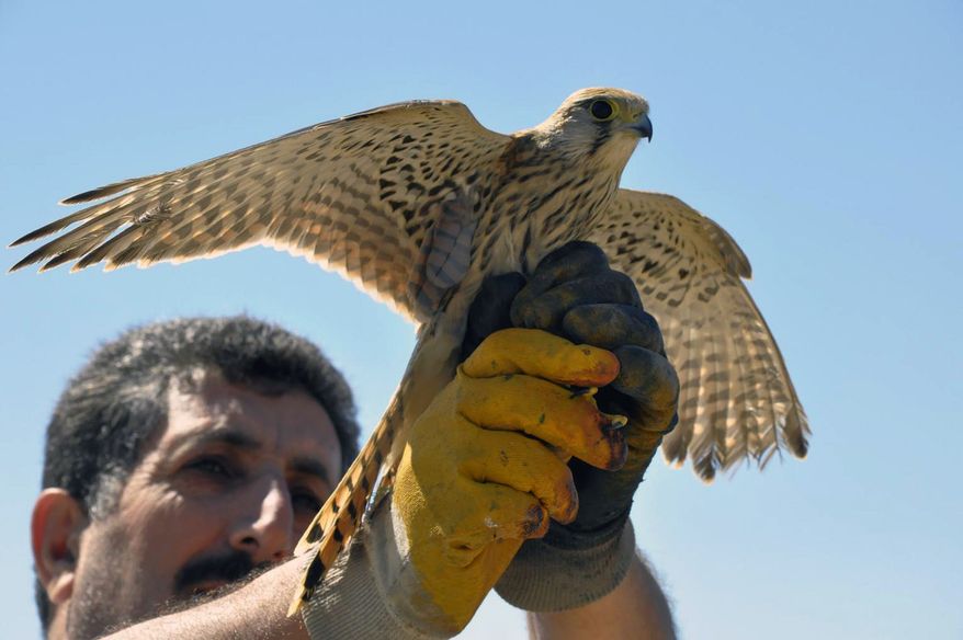 A Turkish man is set to release into the air a bird of prey found in a village in the eastern Turkish province of Elazig on Friday, July 26, 2013. The kestrel was cleared of suspicion that it was aiding Israeli spies. (AP Photo/Gulbin Yildiz, DHA)