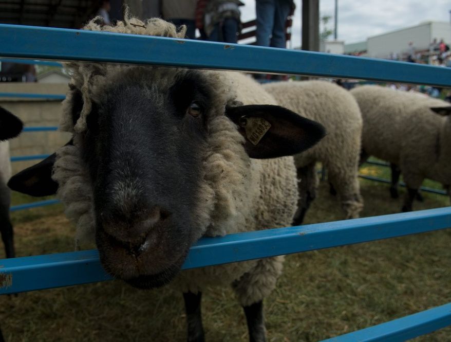A Black-Faced Shropshire awaits shearing the Maryland Sheep and Wool Festival at the Howard County Fairgrounds in West Friendship, Md., on Saturday, May 5, 2007. (J.M. Eddins Jr. / The Washington Times)