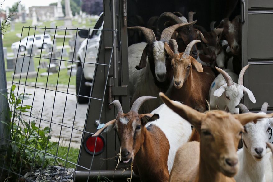Goats are released from a trailer at Congressional Cemetery in Washington, Wednesday, Aug. 7, 2013. More than 100 goats will be taking over Washington's Historic Congressional Cemetery to help clean up brush in an area away from the graves. The goats will graze 24 hours a day for six days to eliminate vines, poison ivy and weeds, while also "fertilizing the ground." (AP Photo/Charles Dharapak)
