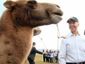 camel_mugshot_four_by_three.jpg