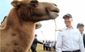 camel.jpg