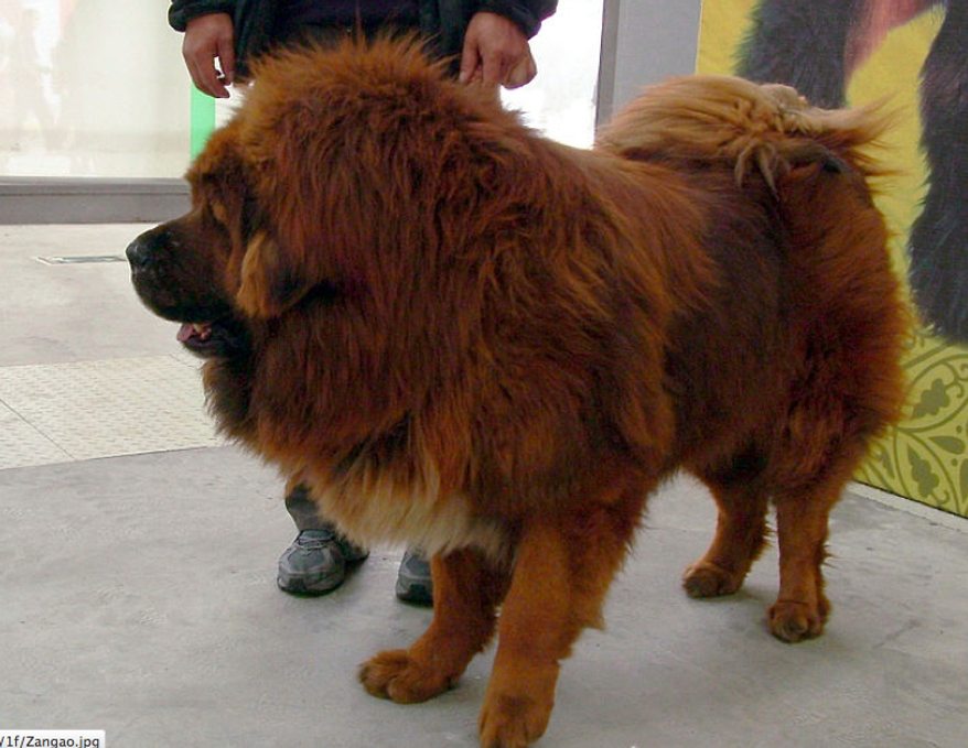 ** FILE ** Chinese-bred Tibetan mastiff. (Screen grab from Wikipedia)