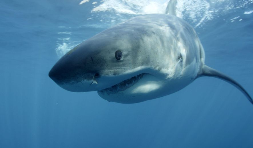 ** FILE ** In this undated file publicity image provided by Discovery Channel, a great white shark swims near Guadalupe Island off the coast of Mexico. The Discovery network special “Megalodon: The Monster Shark Lives,” opened Discovery’s annual “Shark Week” on Sunday, Aug. 4, 2013. (AP Photo/Discovery Channel, Andrew Brandy Casagrande, File)