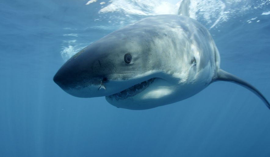 In this undated image provided by Discovery Channel, a great white shark swims near Guadalupe Island off the coast of Mexico. (Associated Press/Discovery Channel) ** FILE **