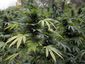 chicago-marijuana-fou_live_3_mugshot_four_by_three.jpg